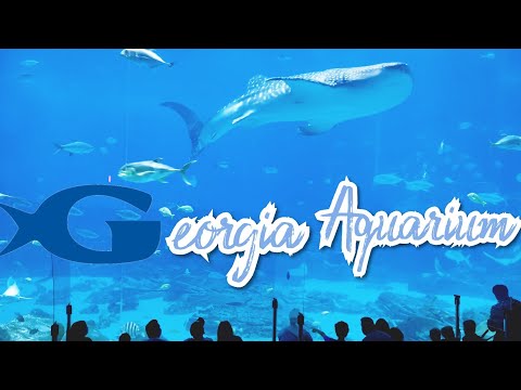 El Acuario de Georgia: Un Viaje a las Profundidades del Océano en el Corazón de Atlanta